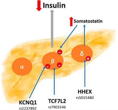 Pathophysiological Role of Genetic Factors Associated With Gestational Diabetes Mellitus